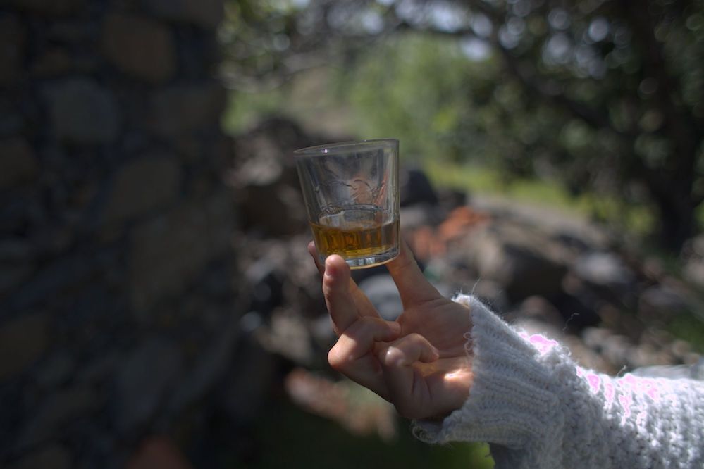 La Denominación de Origen 🍷 "Vinos La Palma" y el IPNA-CSIC presentan el inventario de vinos de tea  🍇